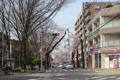 Matsudo City Cherry Blossom Festival