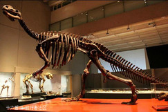 澳大利亚国家恐龙博物馆