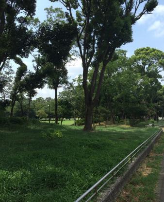 梦之岛公园的照片