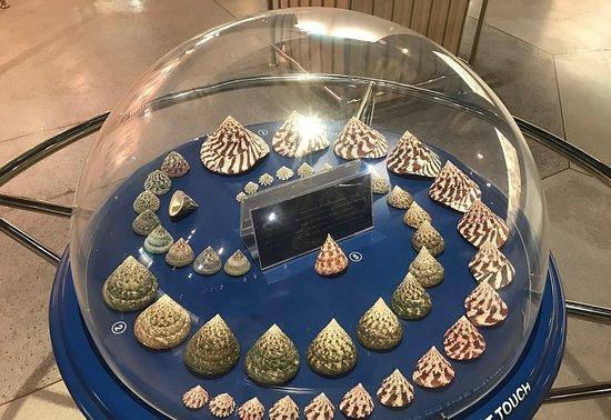 普吉贝壳博物馆的照片