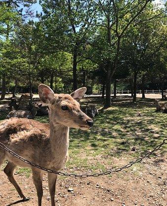 亞洲 日本 京都府 京都市 ksk-tour ksk-tour的照片 第8