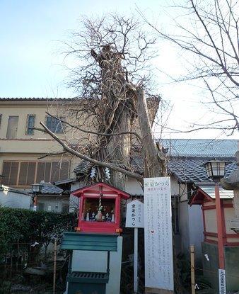 胜鬘院爱染堂的照片