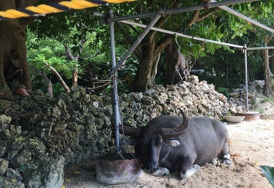 water buffalo carriage, nitta kanko的照片